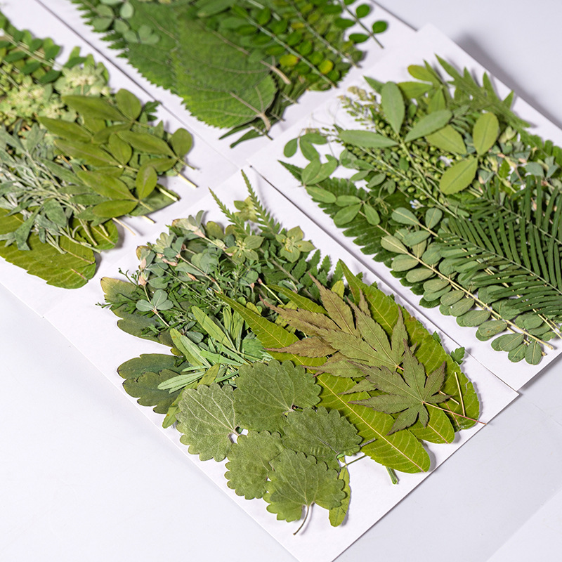 1Set 35pcs Pressed Dried Flowe - Dried Flower Bulk recension och pris